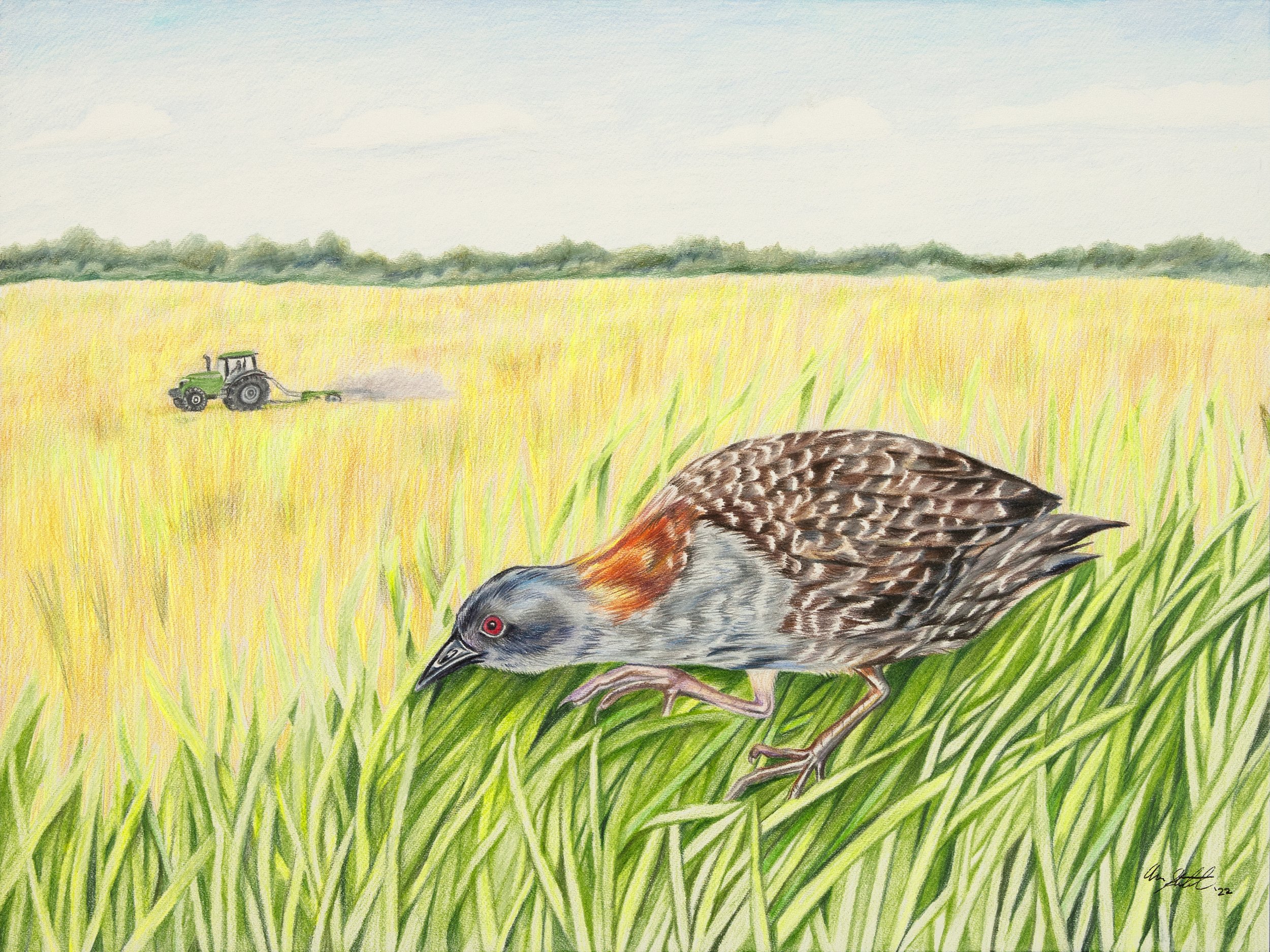 Cover illustration for Eastern Black Rail Management Guidance, published by the Center for Conservation Biology (9x12" colored pencil) https://ccbbirds.org/2023/03/29/management-guidance-for-eastern-black-rail/?fbclid=IwAR1ZqkKUSYRJcH5lcXpEMlIePvzvDN