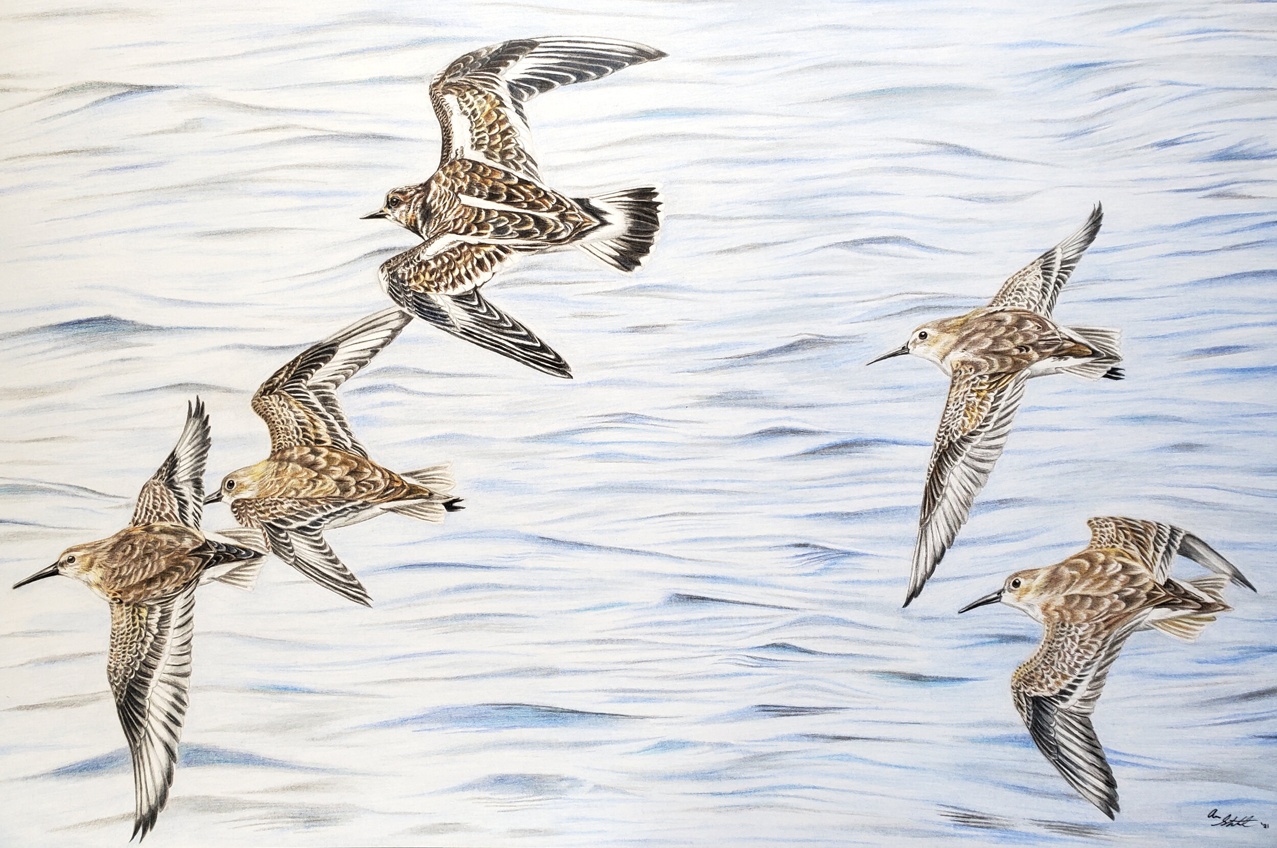 Ruddy Turnstone and Dunlin in flight (11x17" colored pencil on bristol paper)