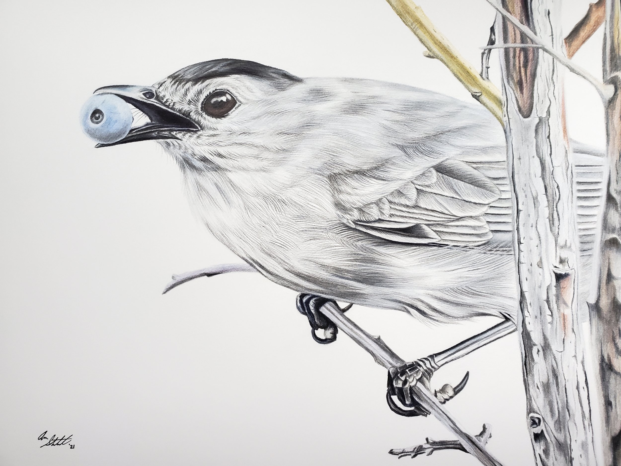 Gray Catbird on blueberry bush (9x12" colored pencil on Fabriano Artistico hot press watercolor paper)