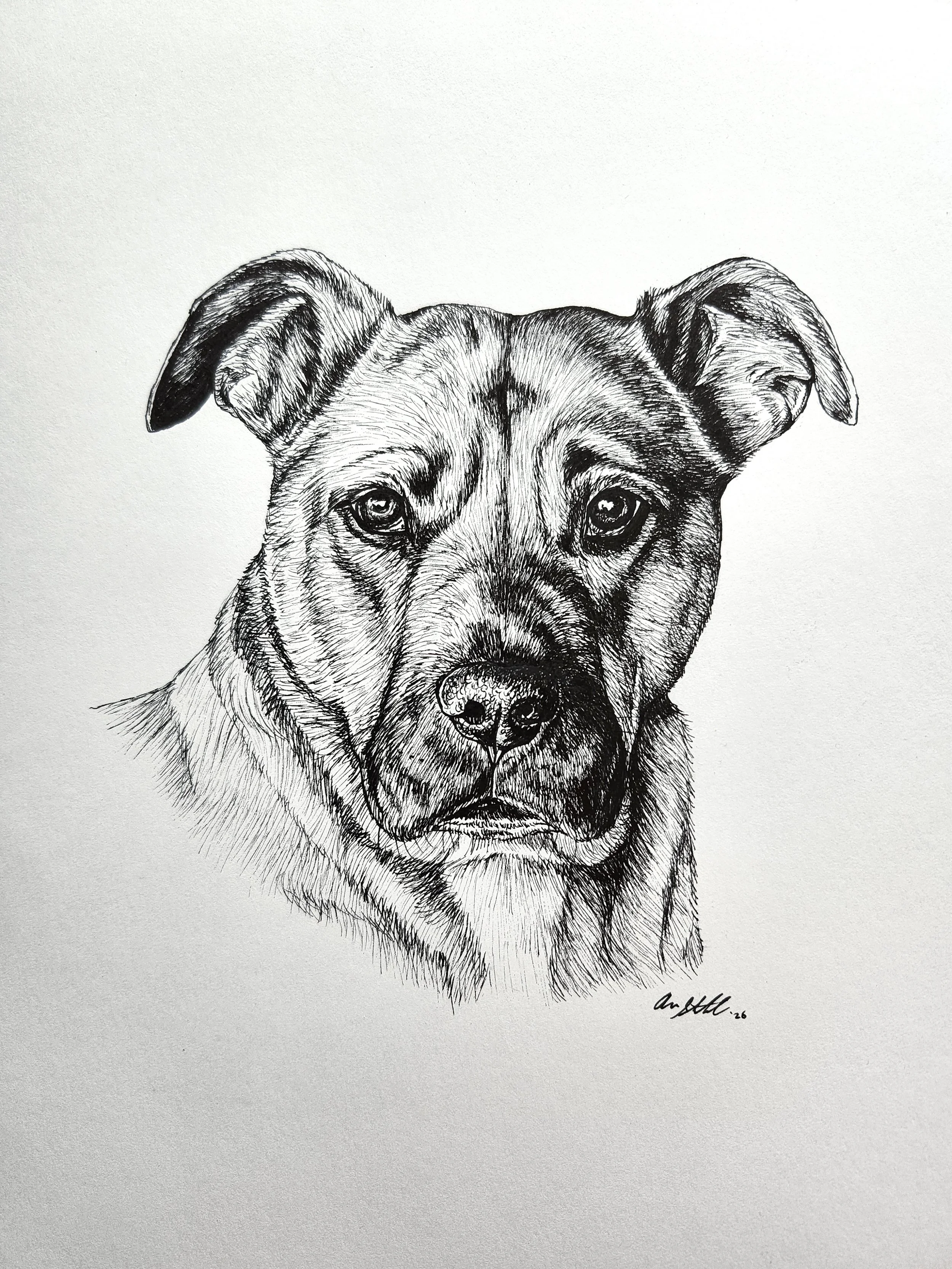 Bear (9x12" pen on bristol paper)