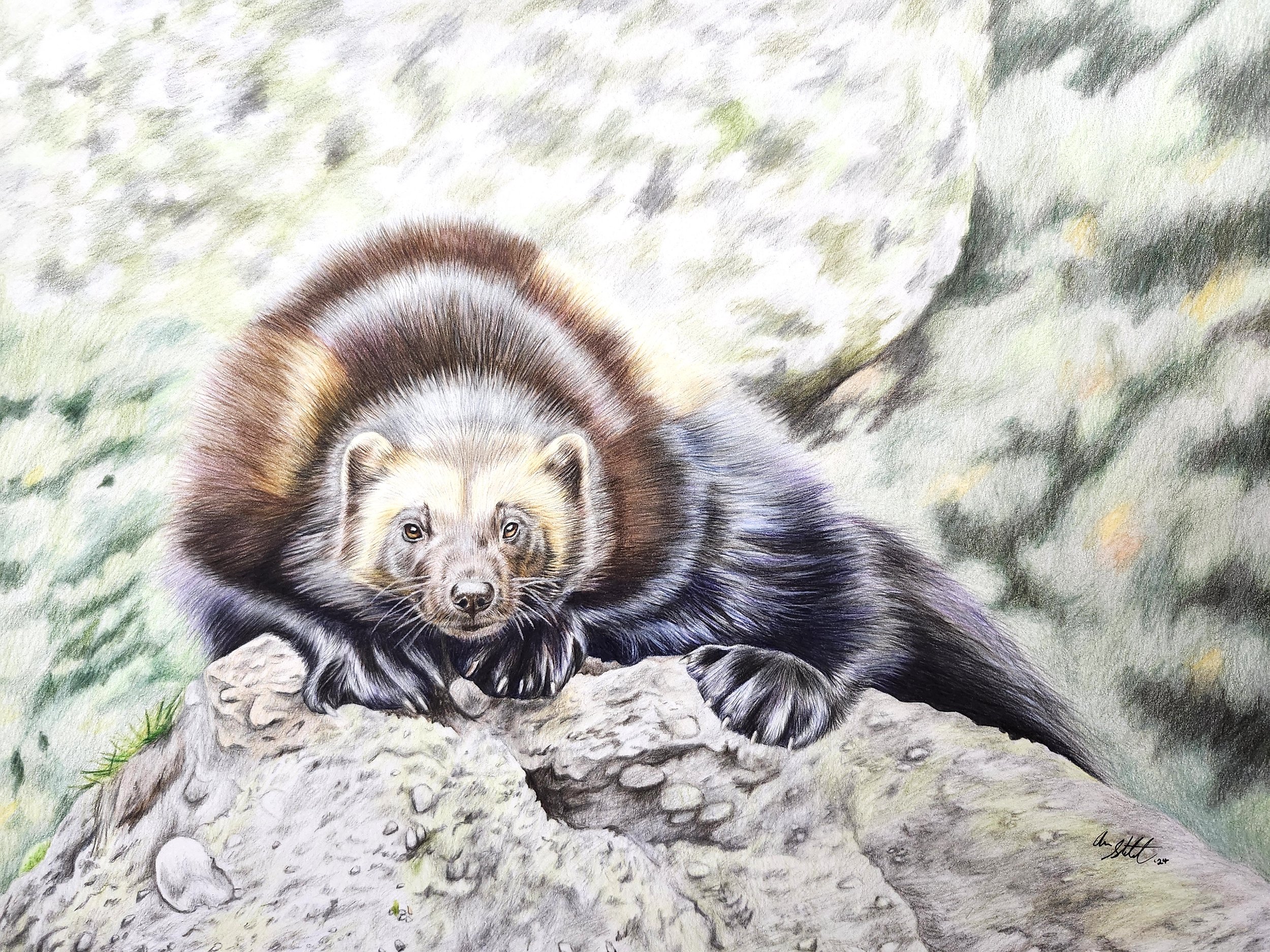 Wolverine (11x14" colored pencil on bristol paper).