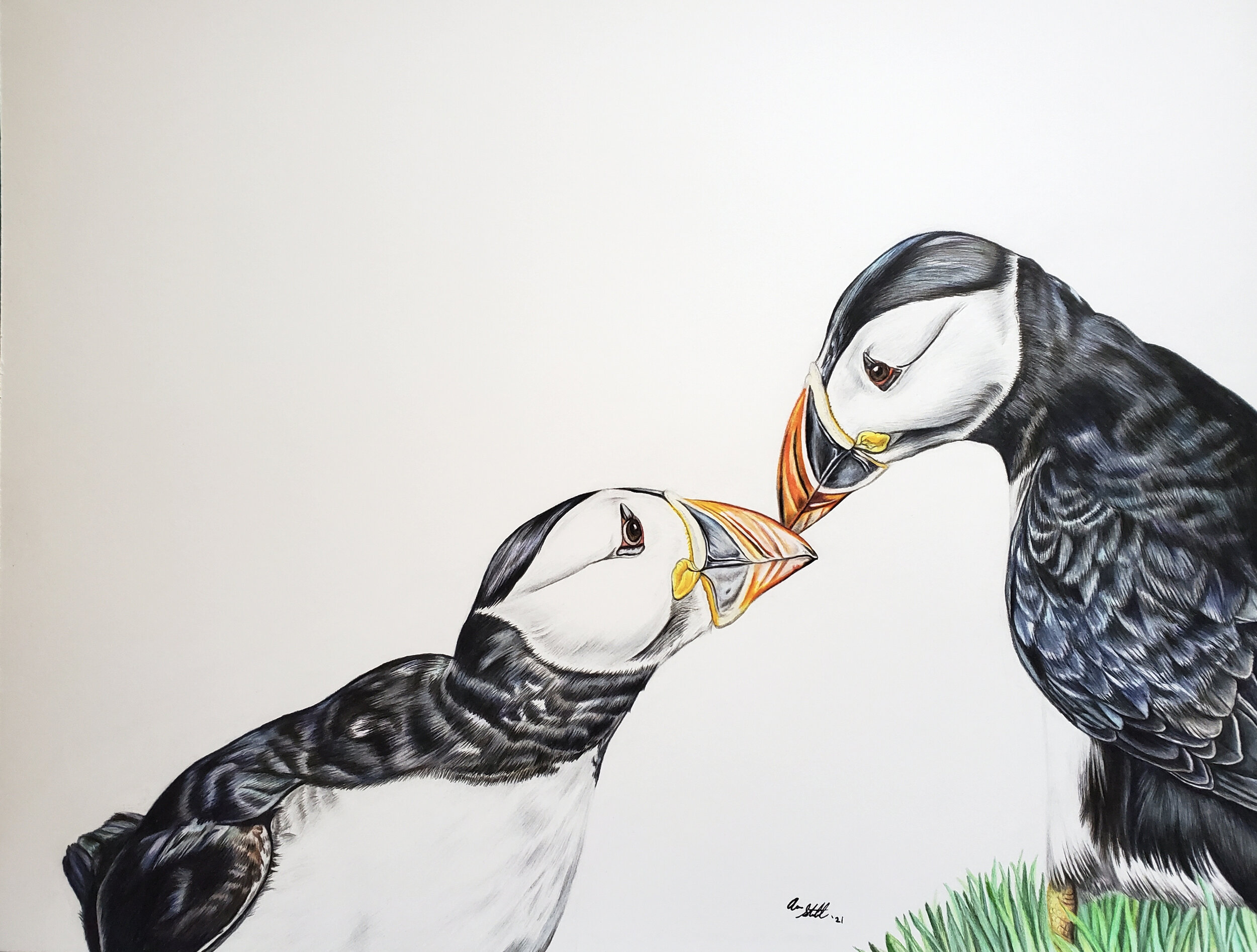 Atlantic Puffin pair (11x14" colored pencil on bristol paper)
