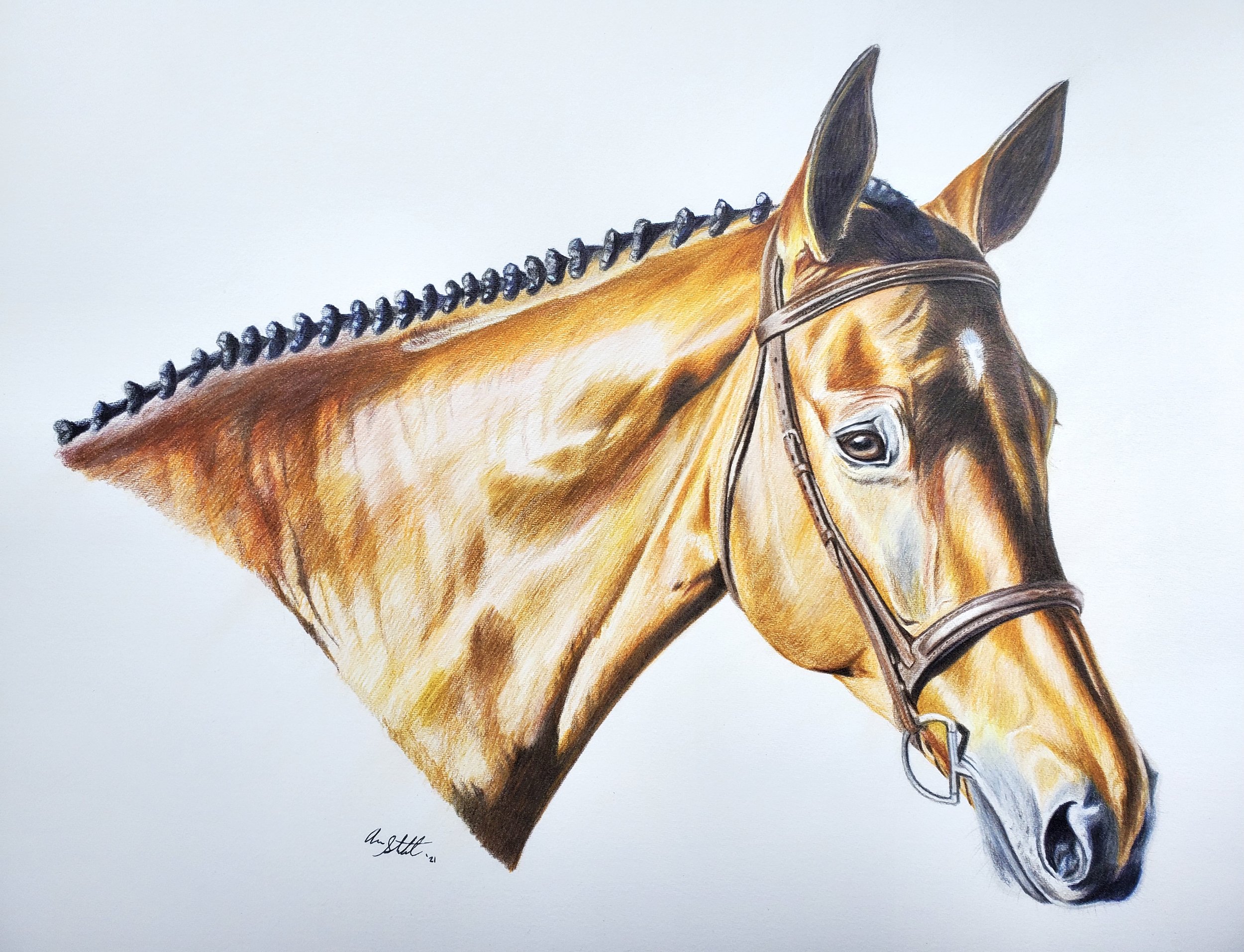 Sir Paul (9x12" colored pencil on Fabriano Artistico hot press watercolor paper)