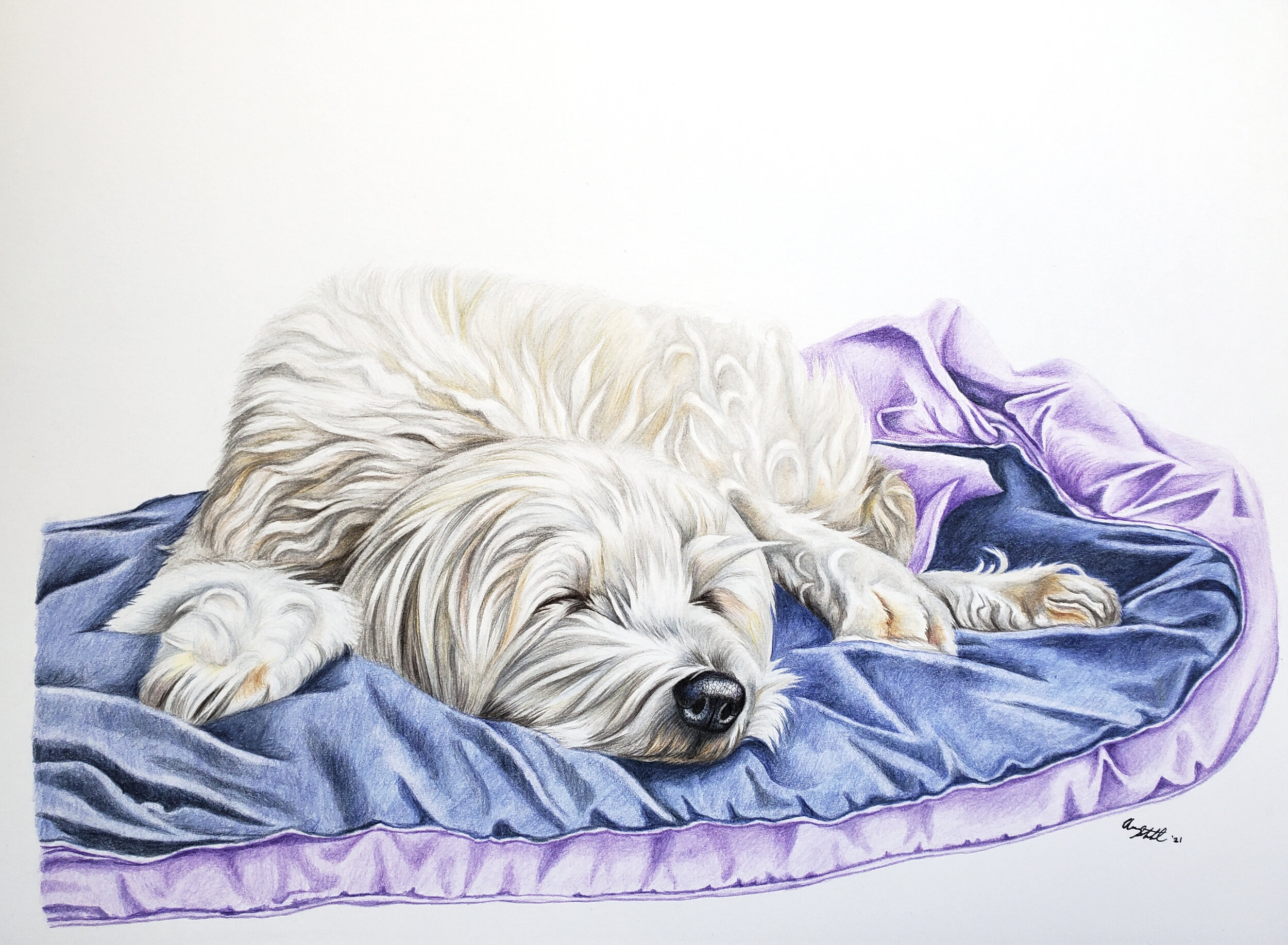 Diego, a content pup snoozing (9x12" colored pencil on bristol paper)