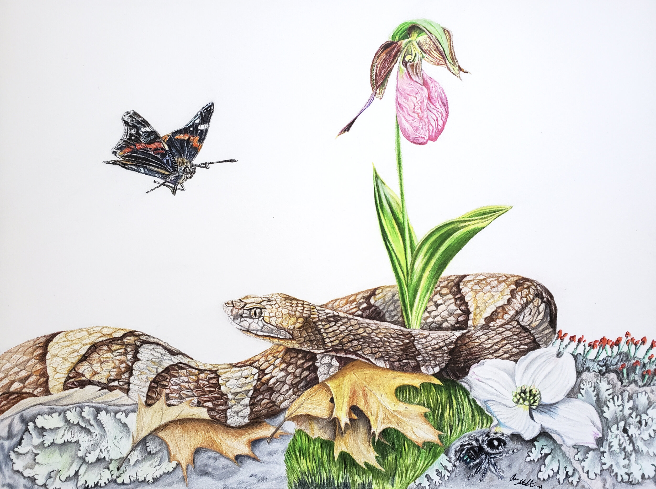 Spring forest floor scene in the Blue Hills, MA (9x12" colored pencil on Fabriano Artistico hot press watercolor paper; sold). This scene includes: a Red Admiral Butterfly, a Pink Lady's Slipper, a Copperhead, greenshield lichens, Northern Red Oak le