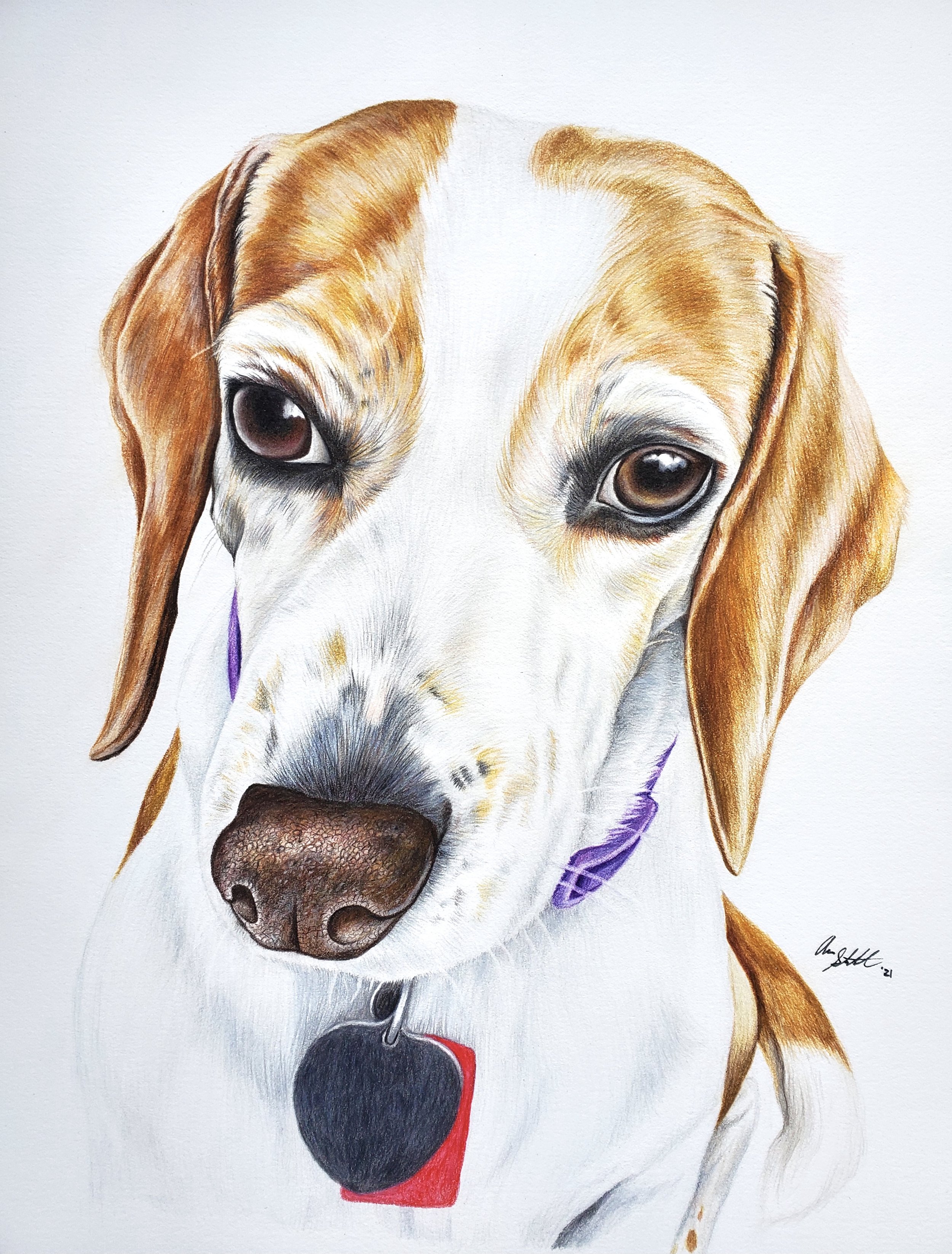 Clarabelle the Beagle (9x12" colored pencil on Fabriano Artistico hot press watercolor paper)