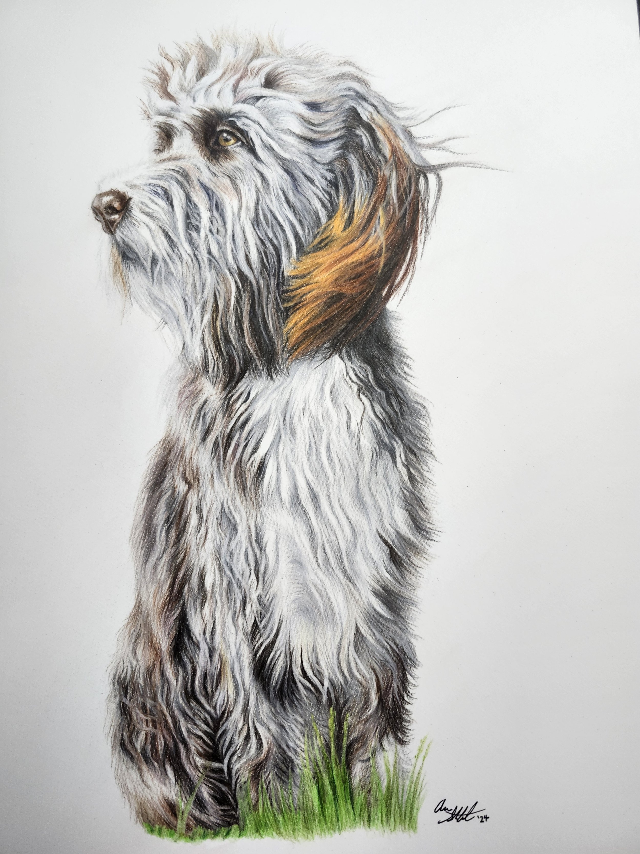 Mama the dog (9x12" colored pencil on Fabriano Artistico hot press watercolor paper)