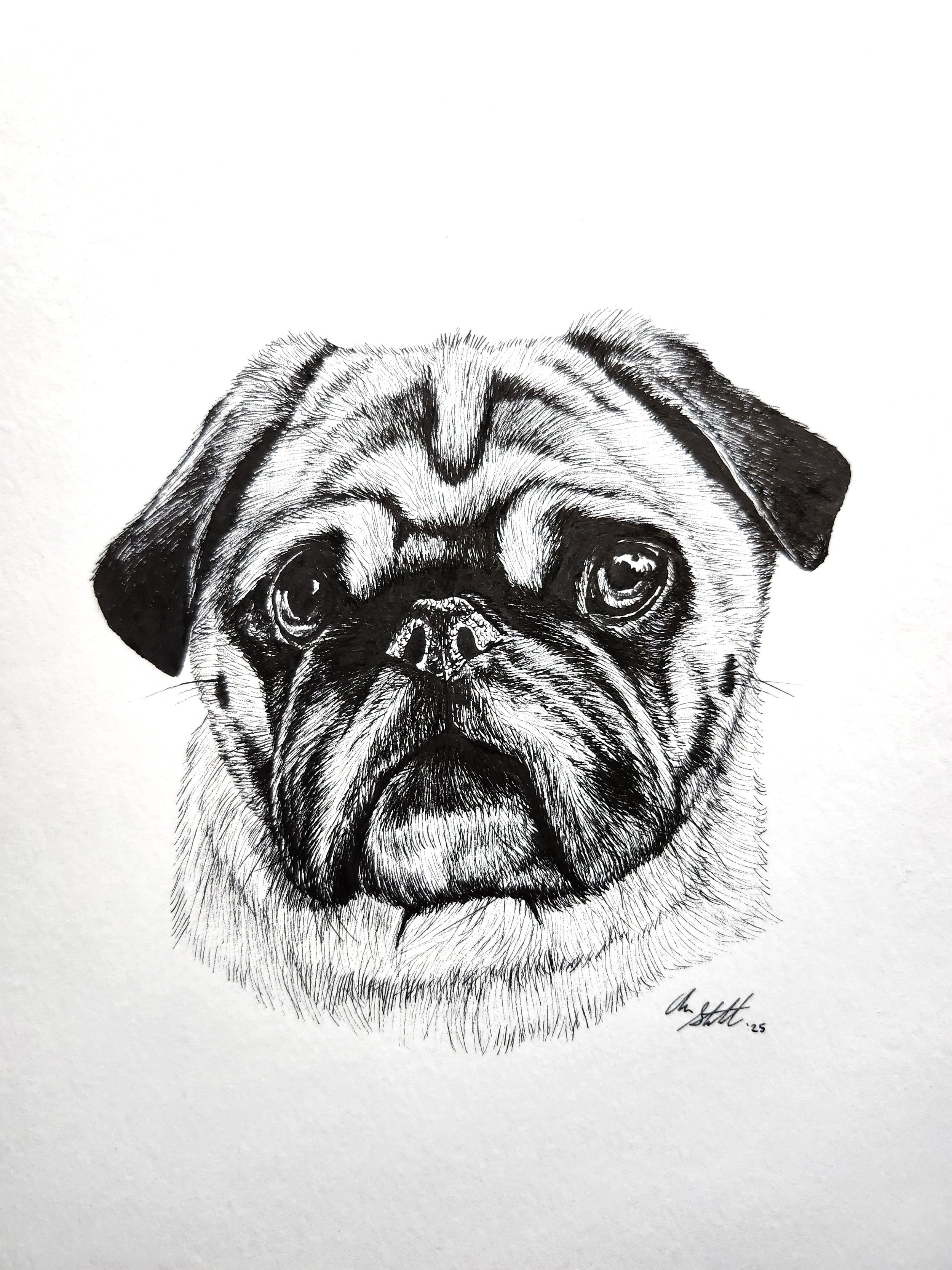 Kirby the Pug (9x12" pen on bristol paper)