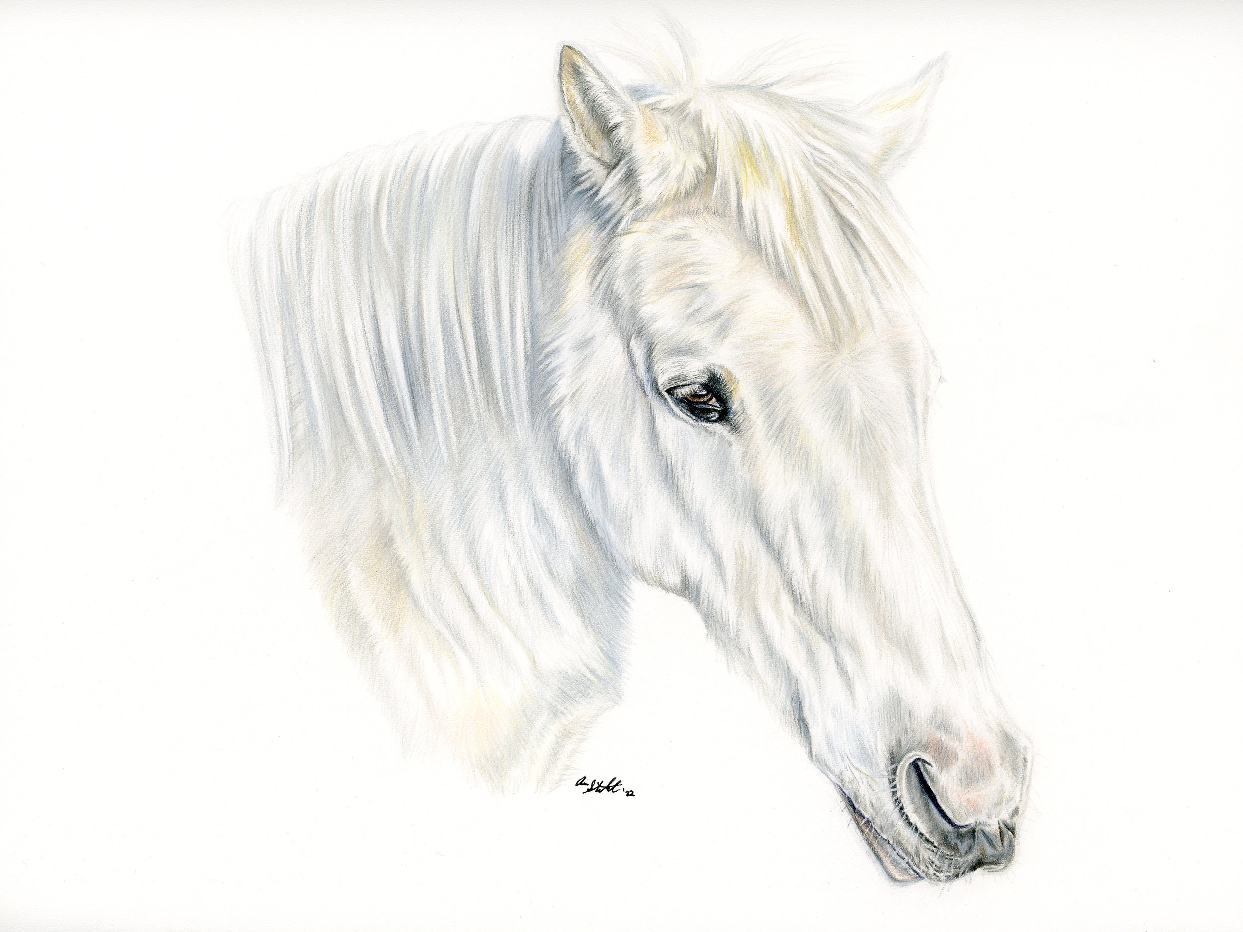 Freckles the horse (9x12" colored pencil on Fabriano Artistico hot press watercolor paper)