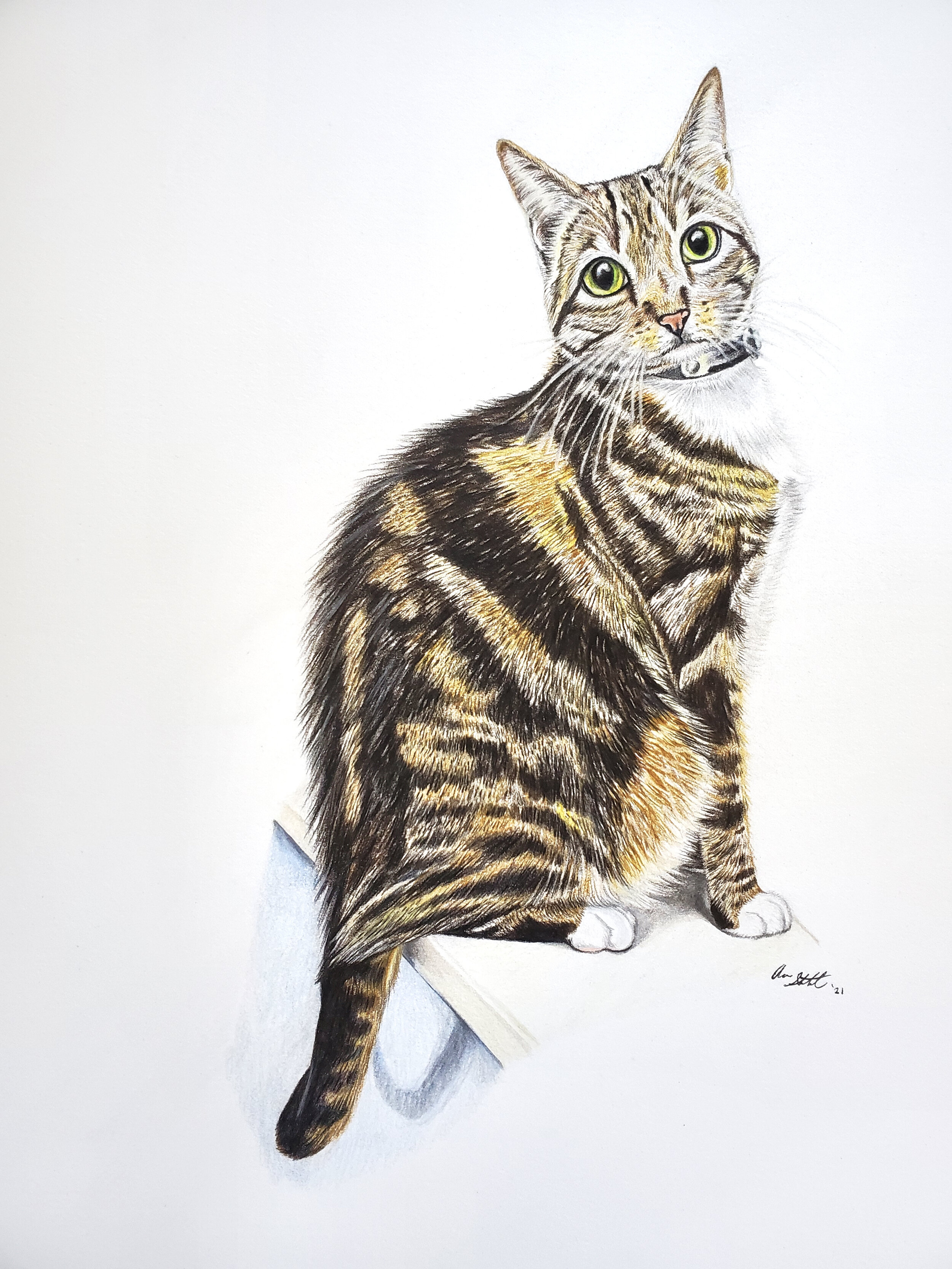 'Uki'uki (9x12" colored pencil on Fabriano Artistico hot press watercolor paper)
