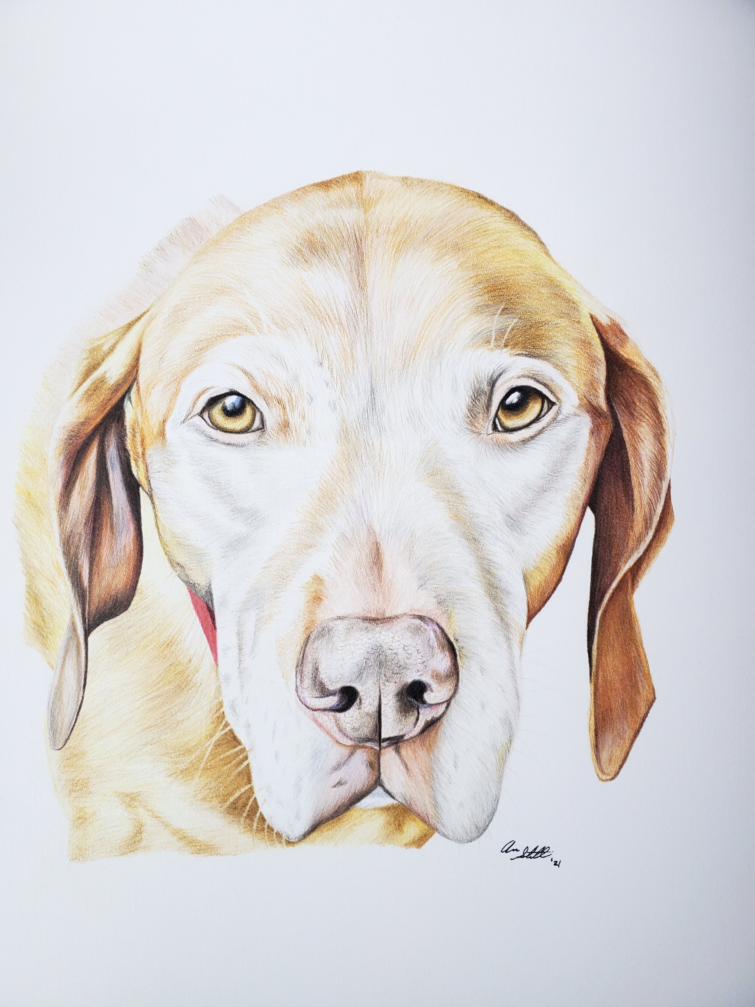 Ava the Vizsla (9x12" colored pencil on Fabriano Artistico hot press watercolor paper)