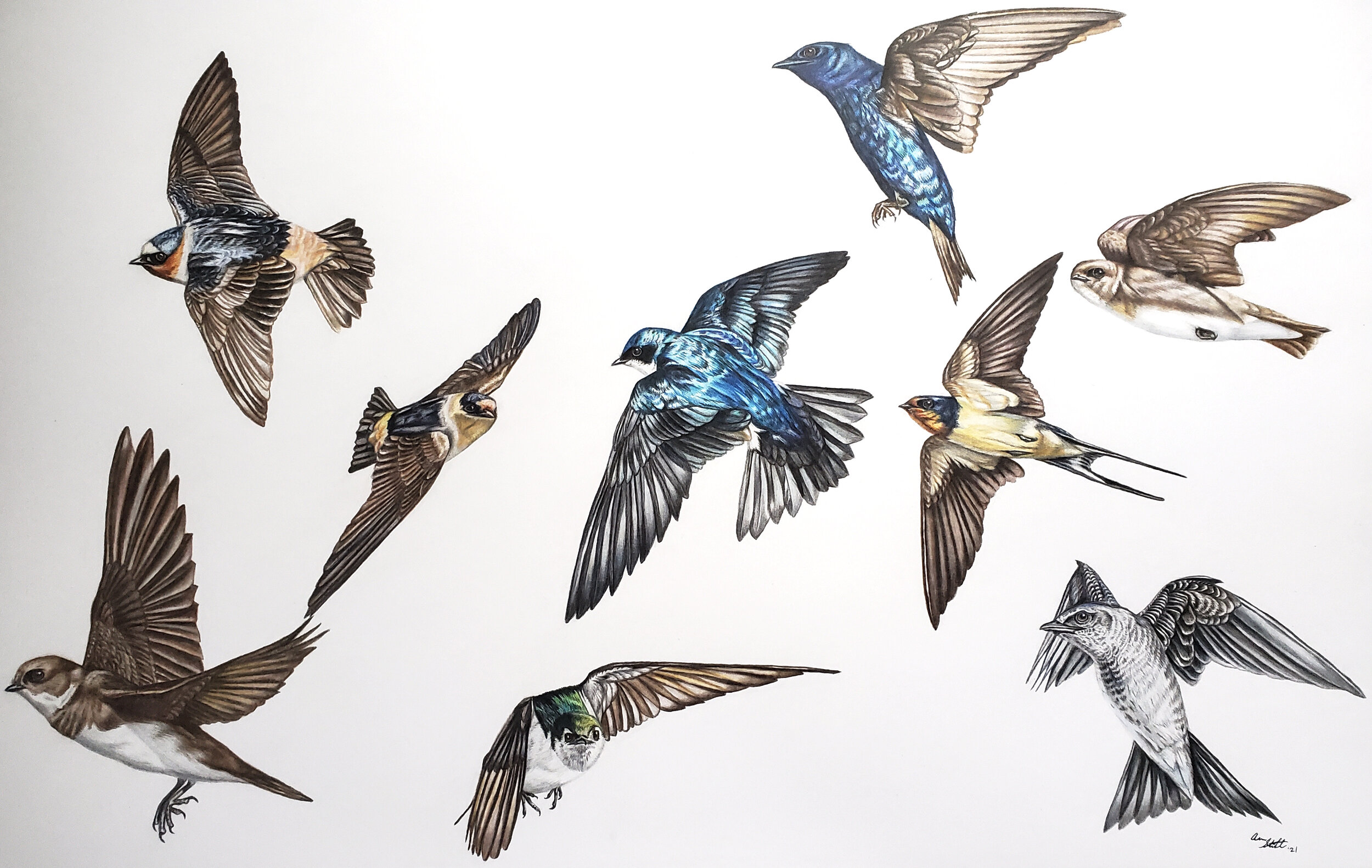 Swallow flock (11x17" colored pencil on bristol paper; prints available for $25/ea.). Pictured here, in a somewhat left to right/top to bottom manner: Cliff Swallow, adult male Purple Martin, Cave Swallow, Tree Swallow, Barn Swallow, Northern Rough-w