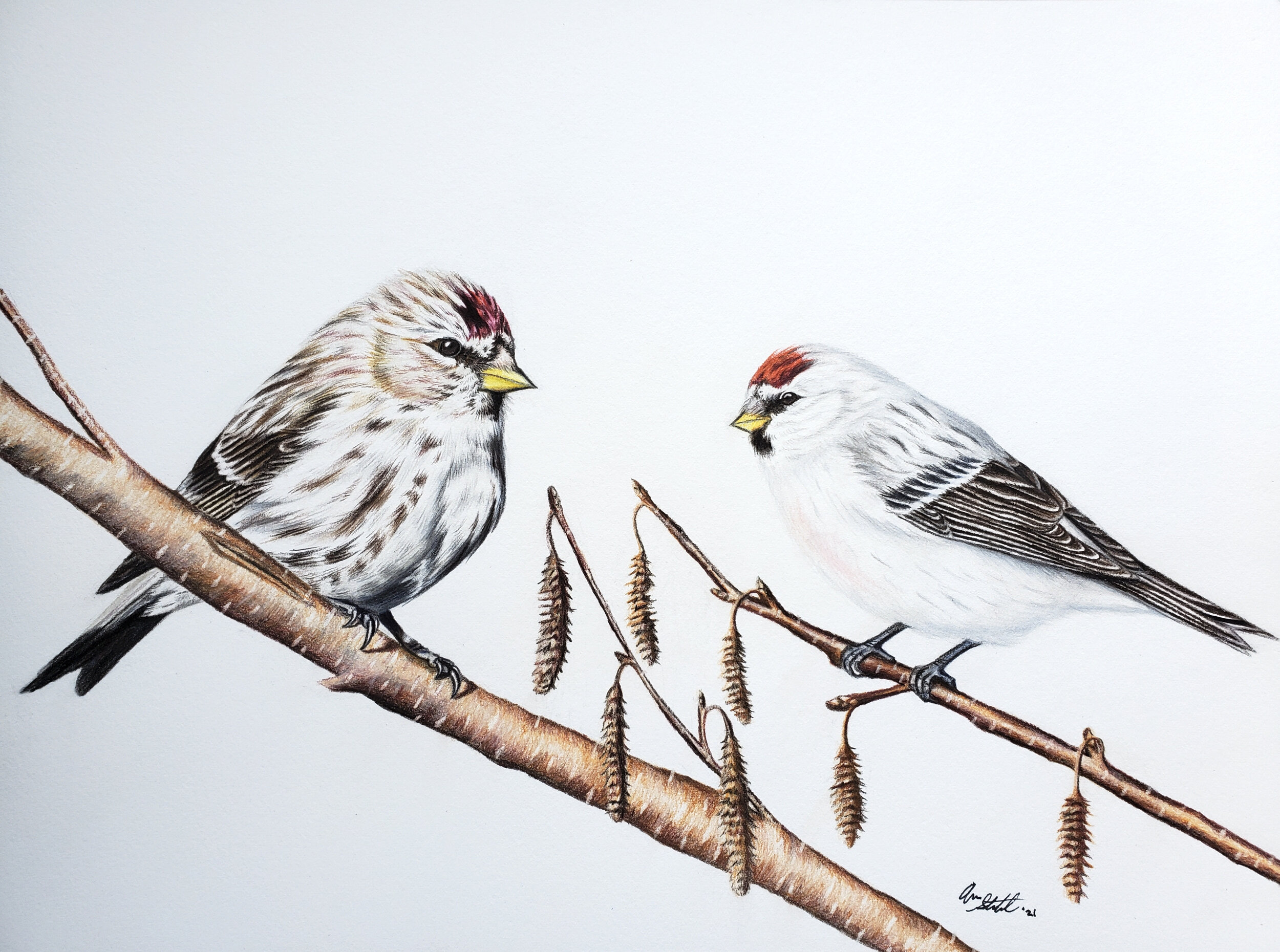 Common Redpoll (left) and Hoary Redpoll (right) on Paper Birch (9x12" colored pencil on Fabriano Artistico hot press watercolor paper). This piece is part of an illustration series to benefit finch research in partnership with the Finch Research Netw