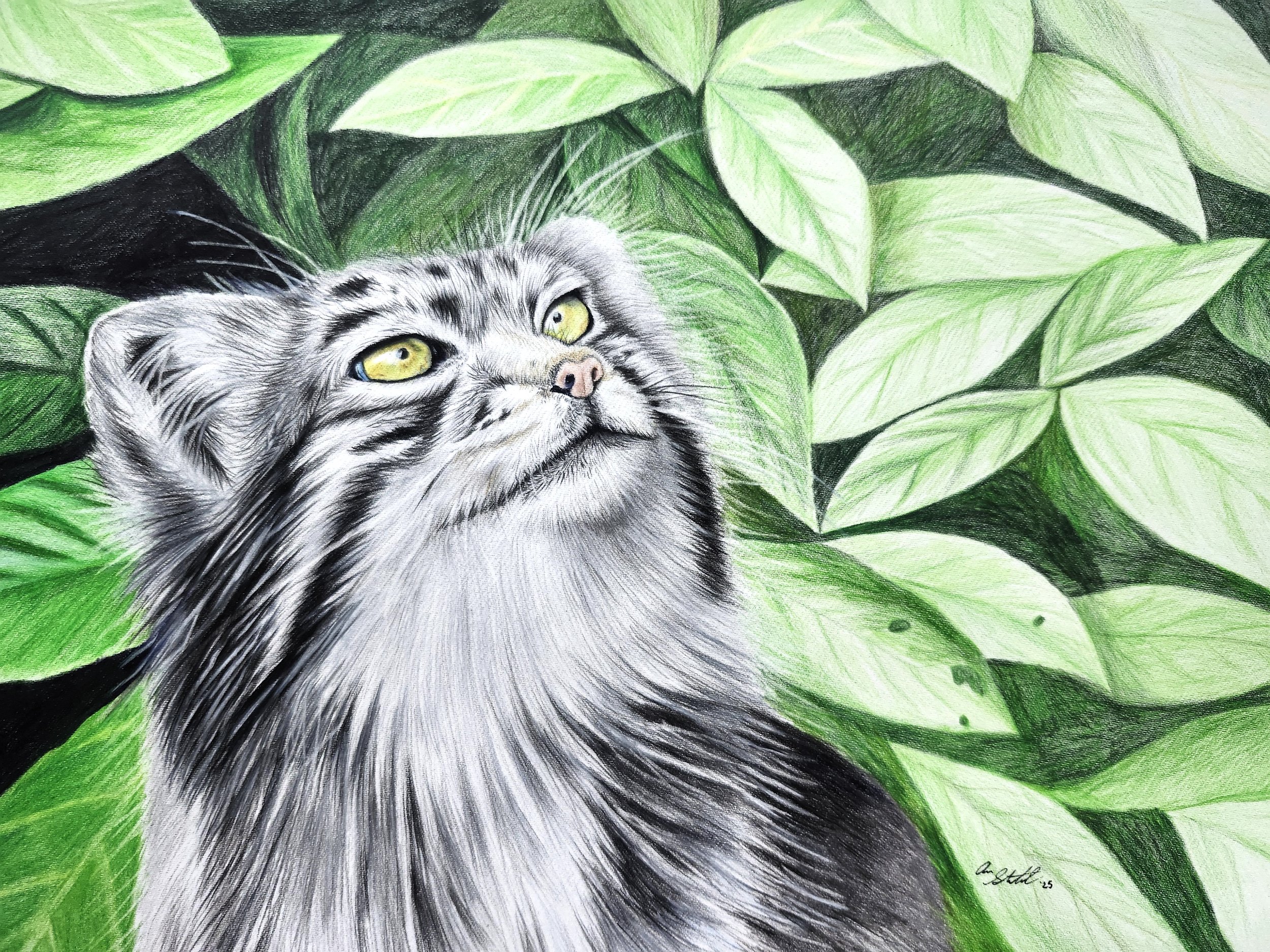 Pallas' Cat (9x12" colored pencil on Fabriano Artistico hot press watercolor paper)