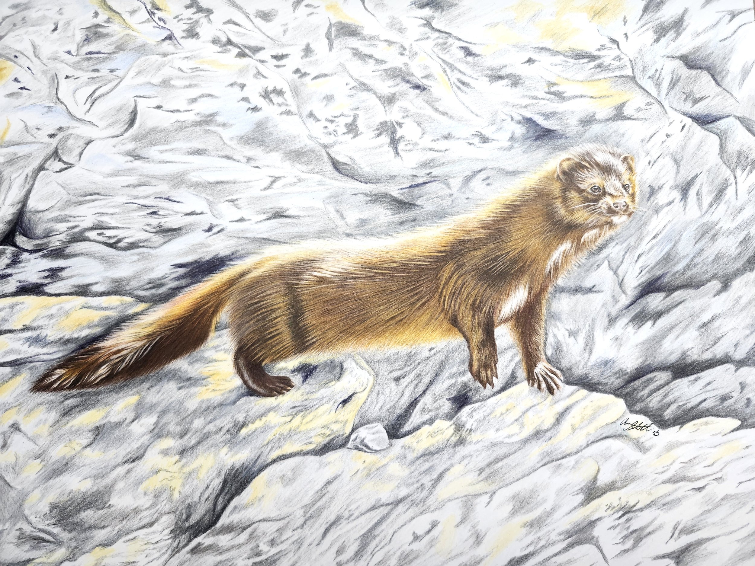 Mink (11x14" colored pencil on bristol paper).