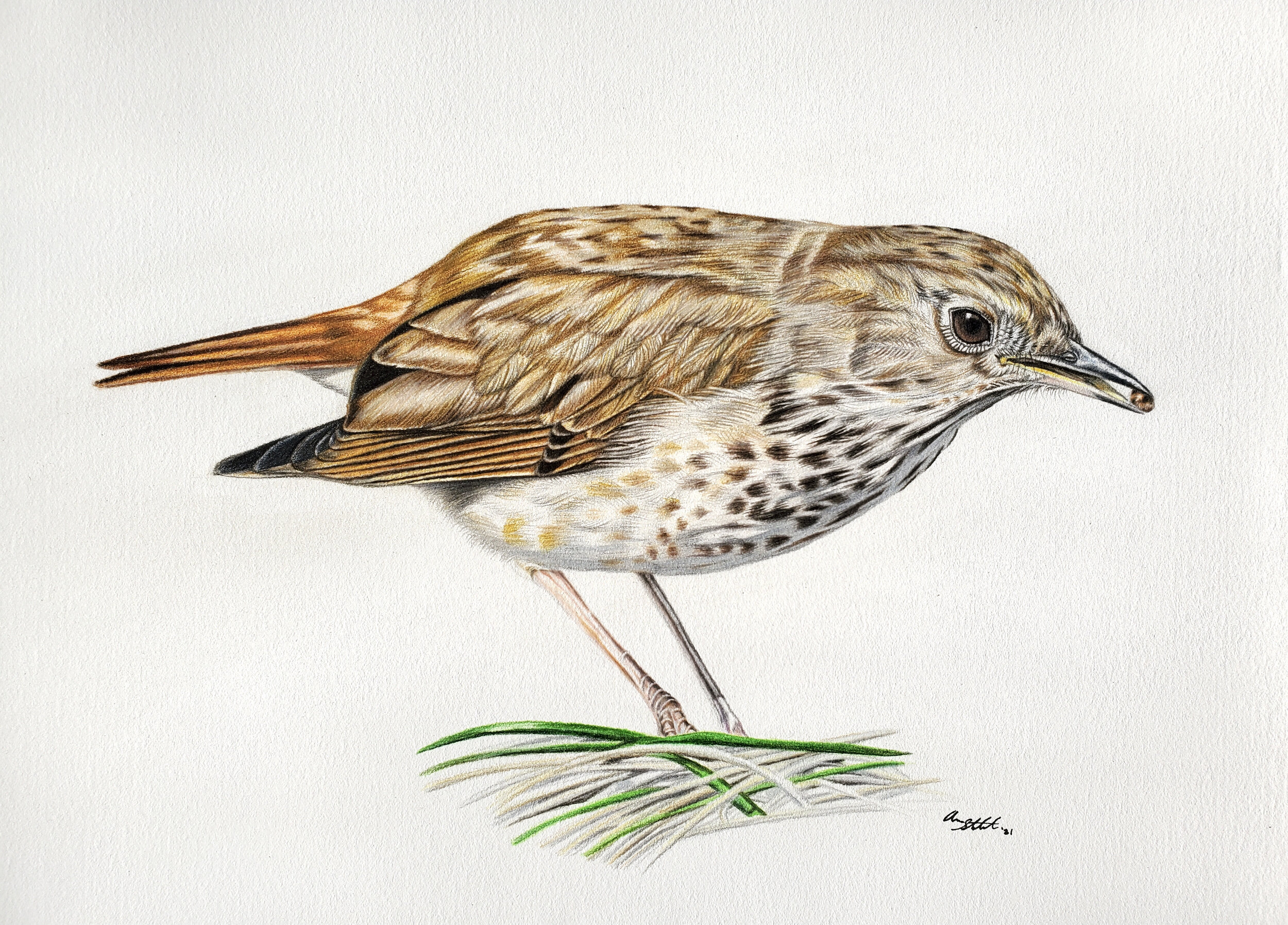 Hermit Thrush (9x12" colored pencil on Fabriano Artistico hot press watercolor paper)