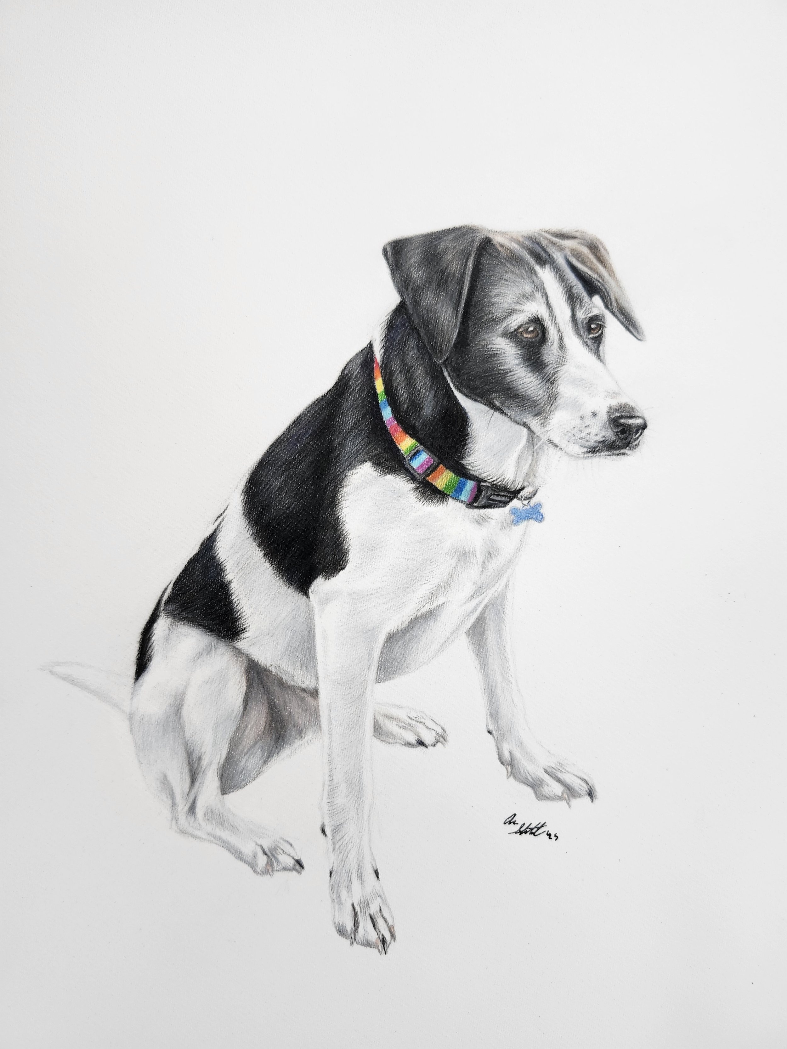 Hudson the dog (9x12" colored pencil on Fabriano Artistico hot press watercolor paper)