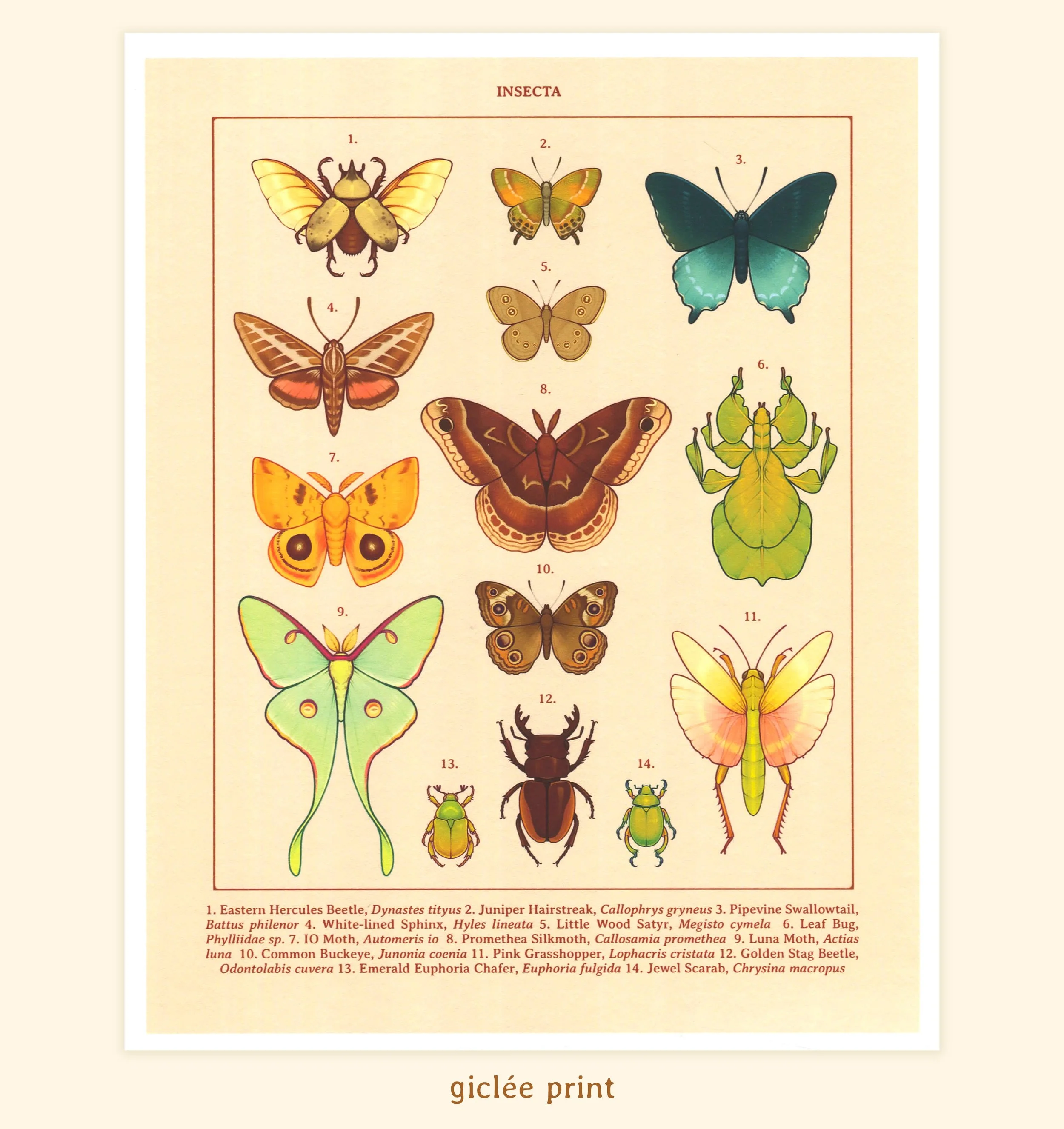 insecta giclee print.jpg