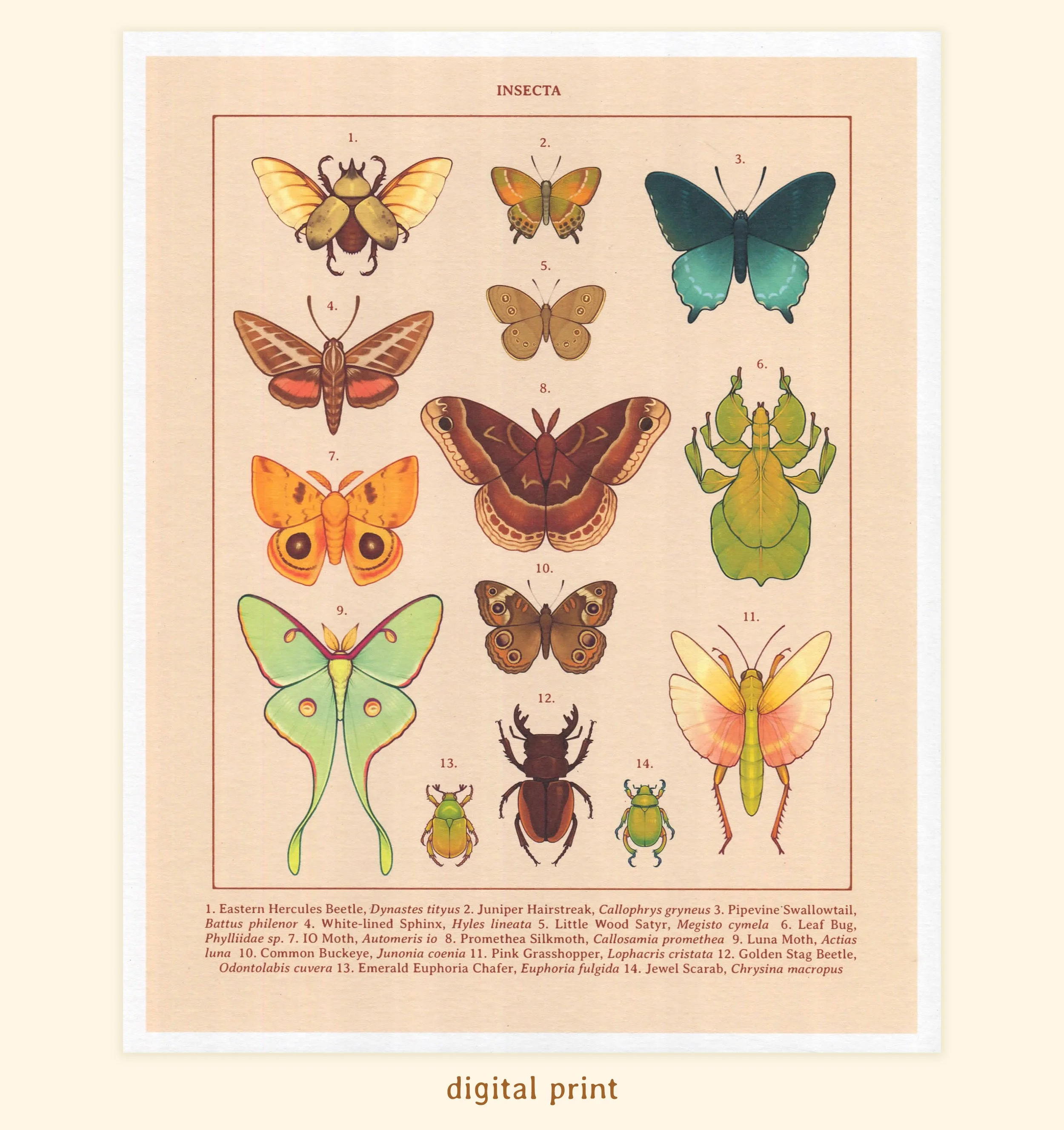 insecta digital print.jpg