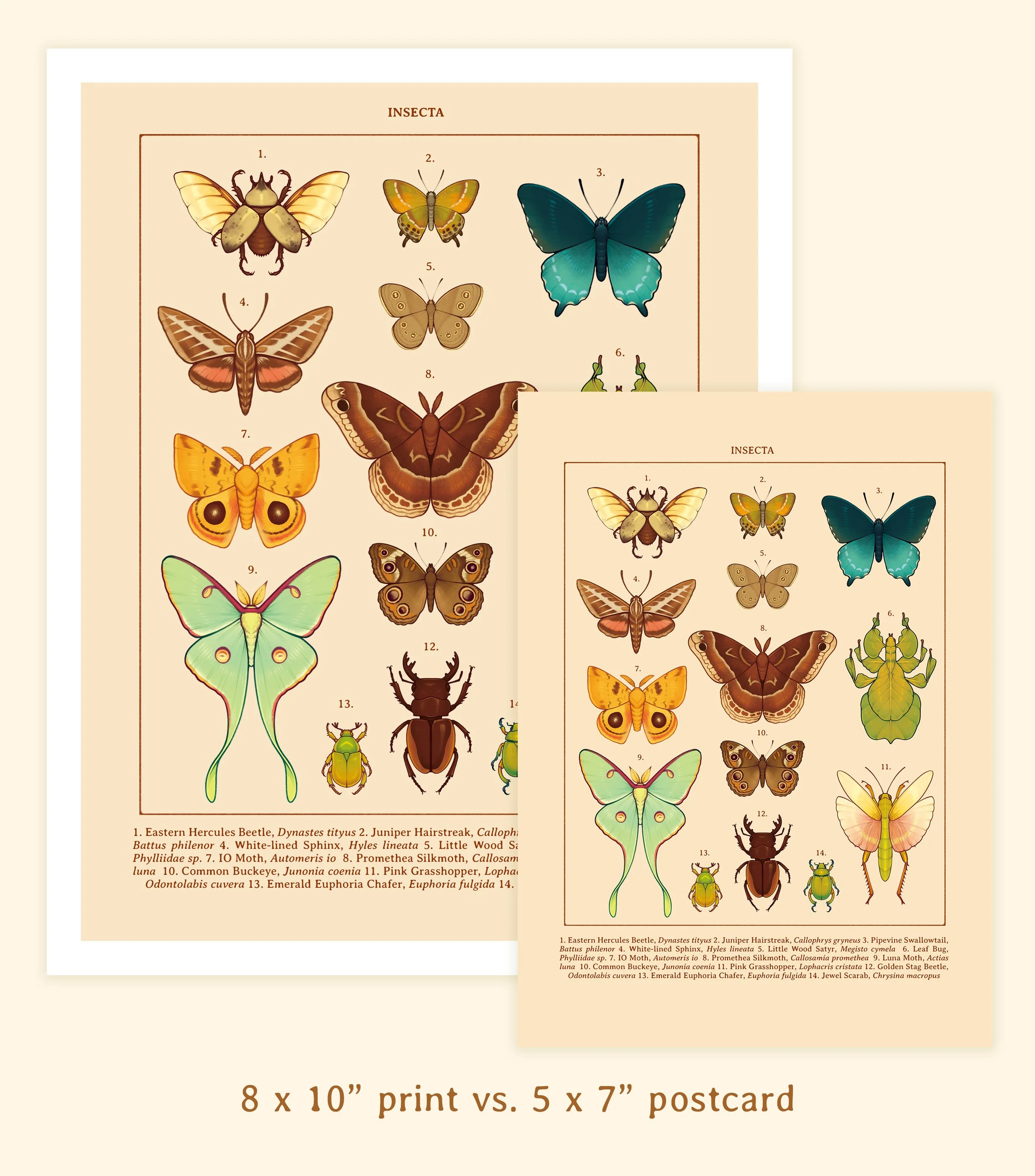 insecta print sizes.jpg