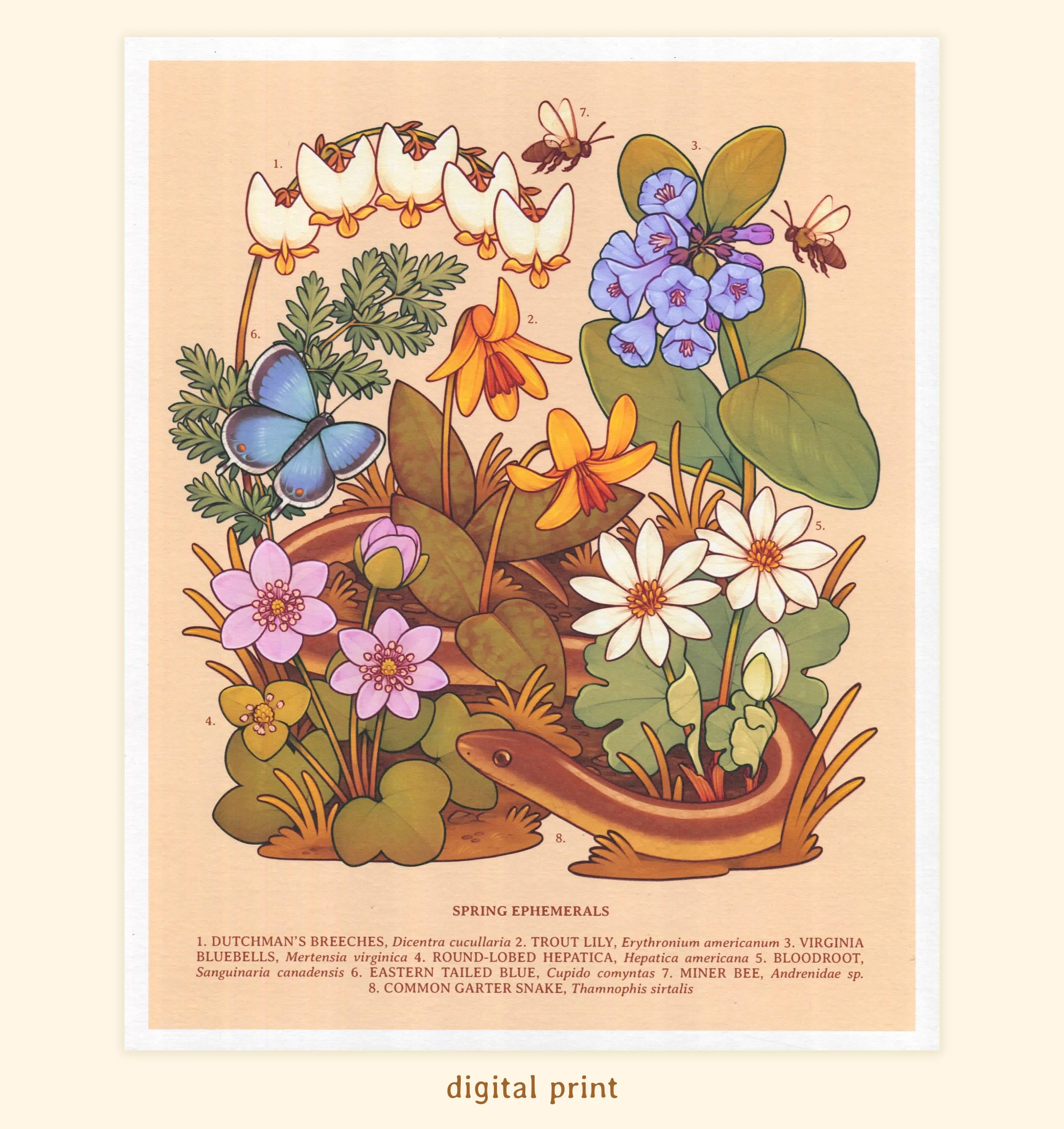 spring ephemerals digital print.jpg