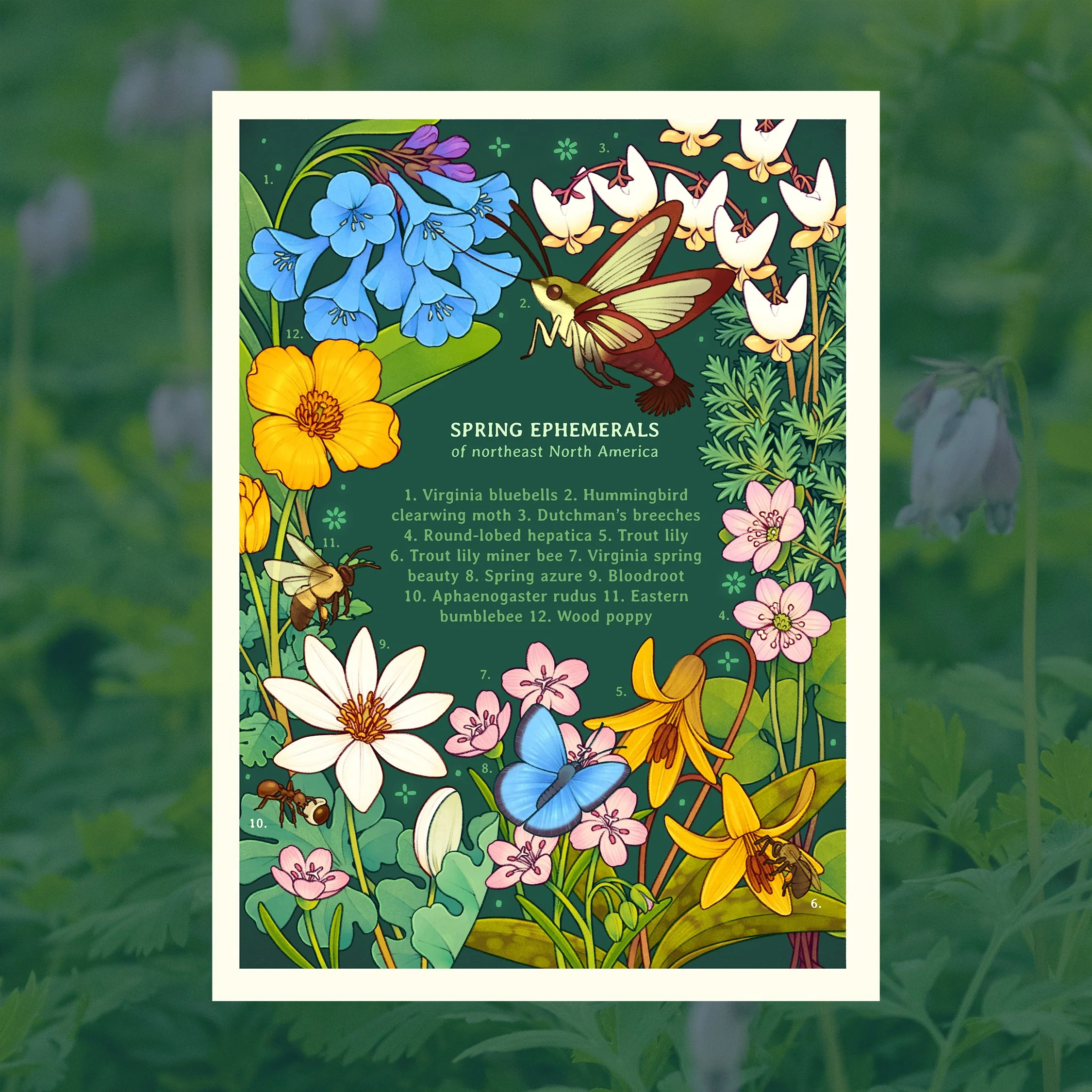 Spring Ephemerals Cover Print 8.5 x 11 copy.jpg