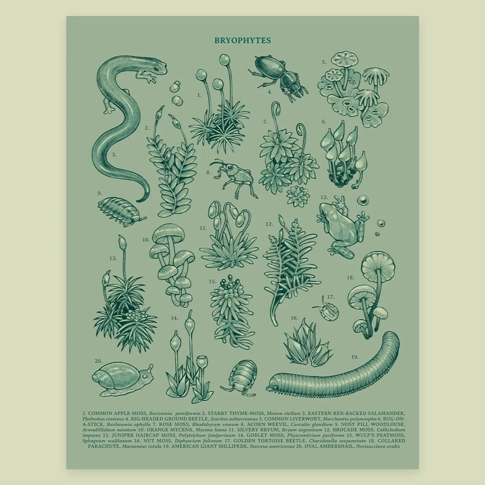 bryophytes print.jpg