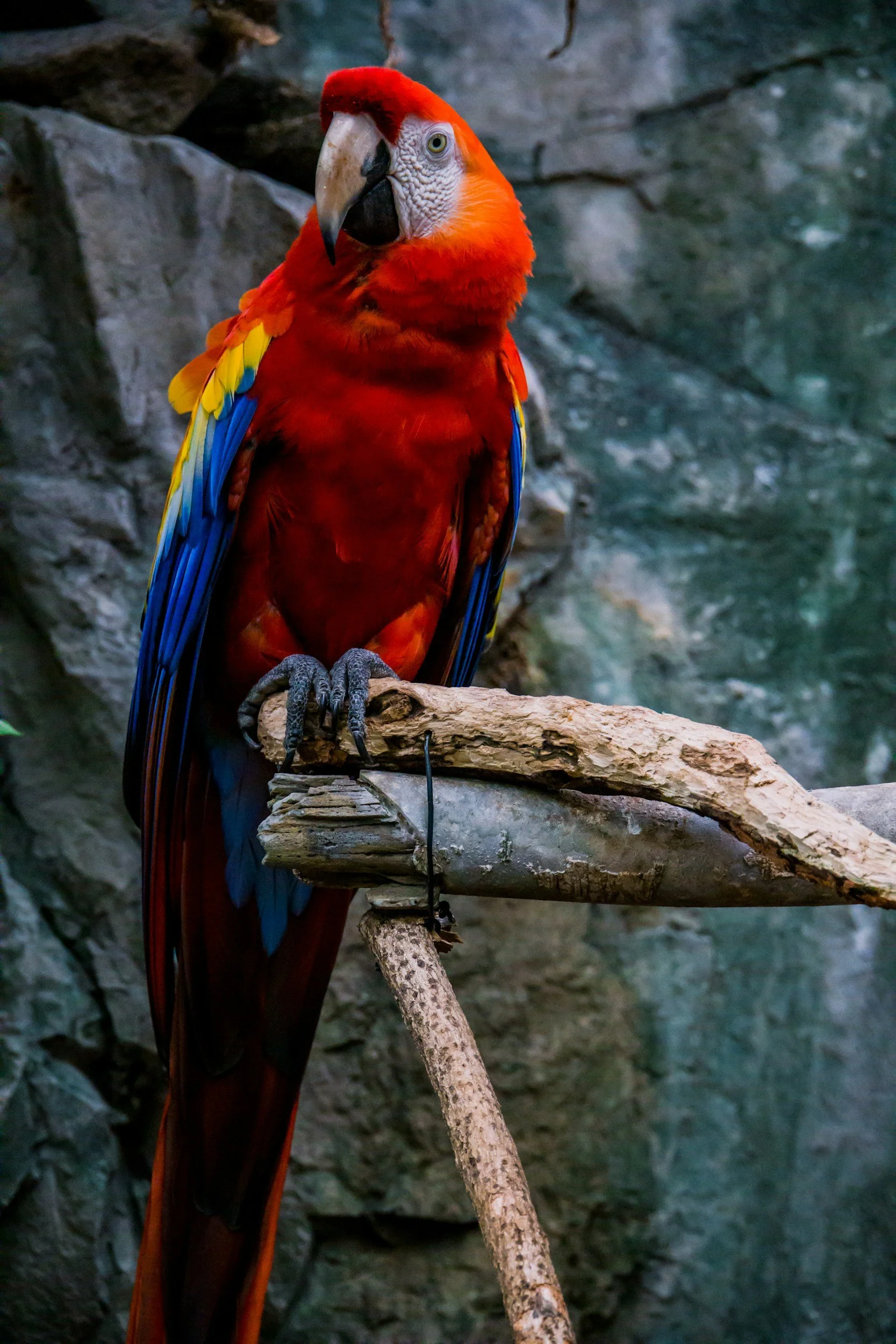 Scarlet Maccaw Bike Tour