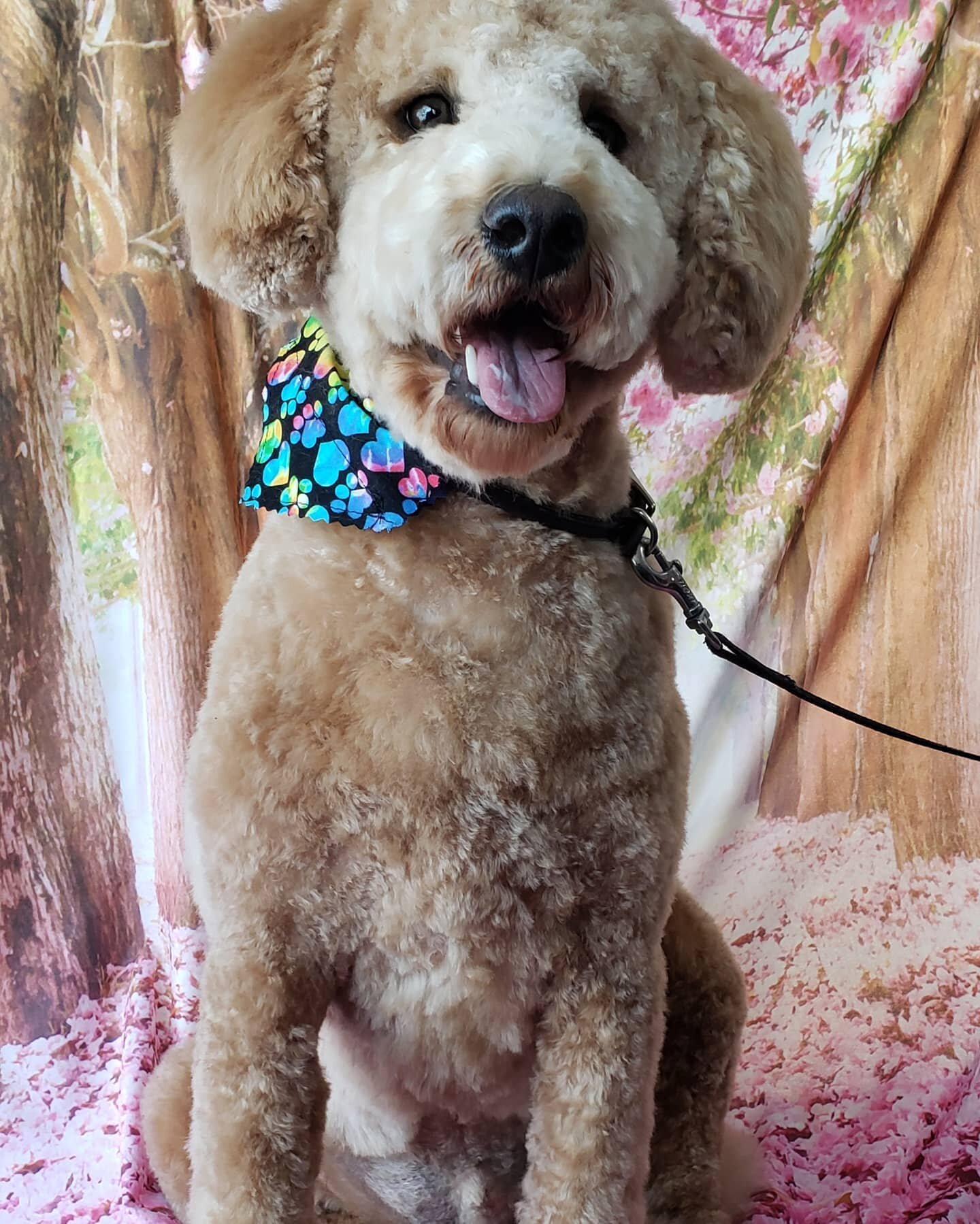Charlie is ready for the summer at the lake with  a fresh clip. Book your dog's next appointment with us.