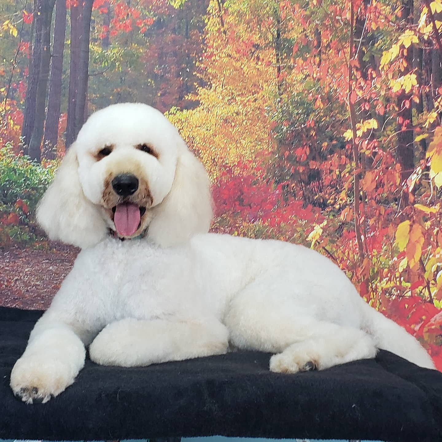 Louie, the amazing service dog, gets his groom on at Best Friends Grooming. We are open this Saturday with a few openings left. Give us a call today.