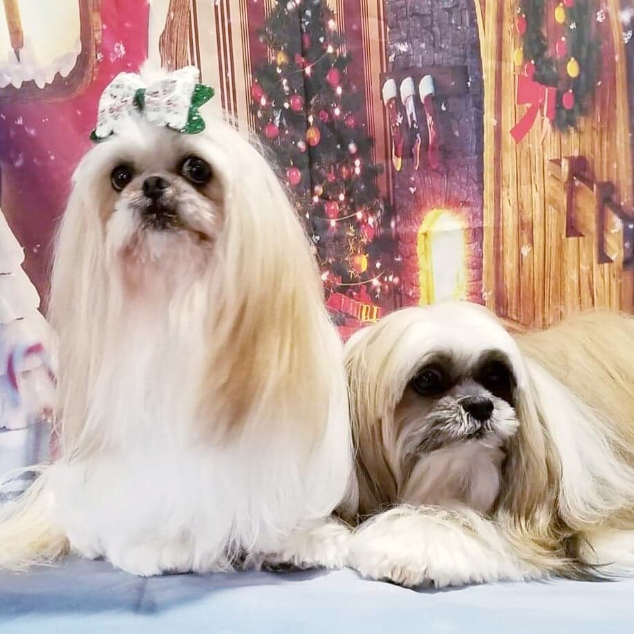 Best Friends Grooming