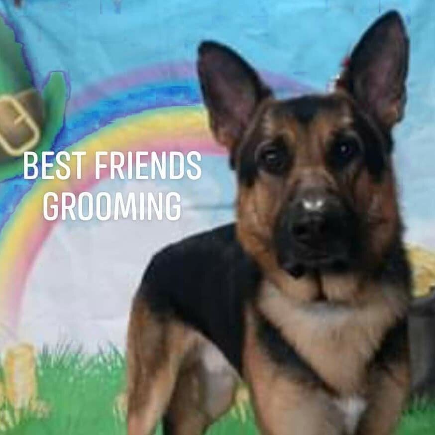 Happy St Patty's Day from Best Friends Grooming!