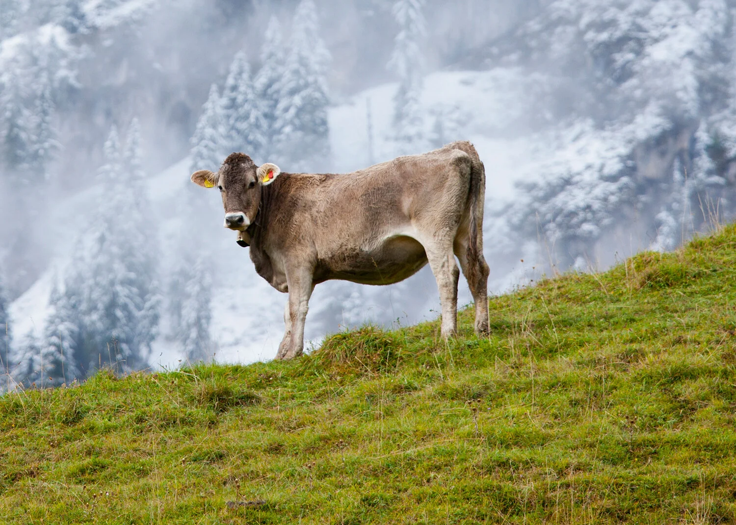 cow-004a.jpg