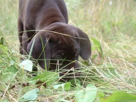 grass5.jpg.4261.jpg