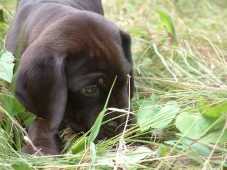 grass4.jpg.2884.jpg