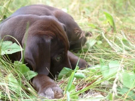 grass3.jpg.2861.jpg