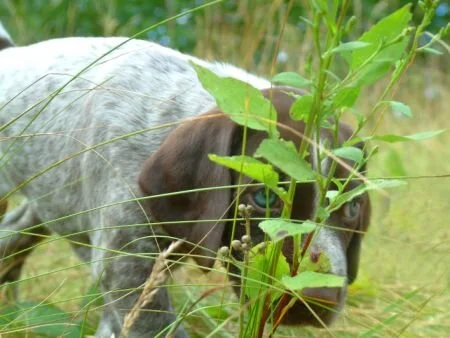grass9.jpg.4032.jpg