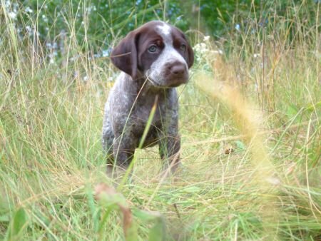 grass15.jpg.3851.jpg