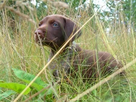 grass12.jpg.3766.jpg