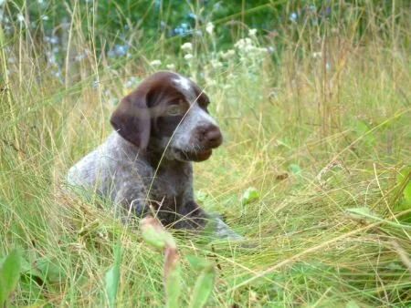 grass16.jpg.6282.jpg