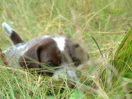 grass19.jpg.2367.jpg