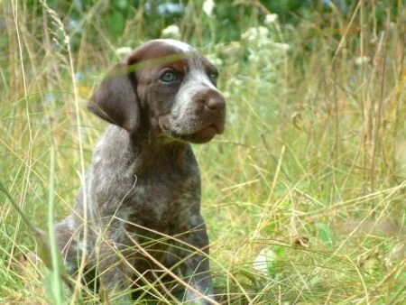 grass22.jpg.3625.jpg