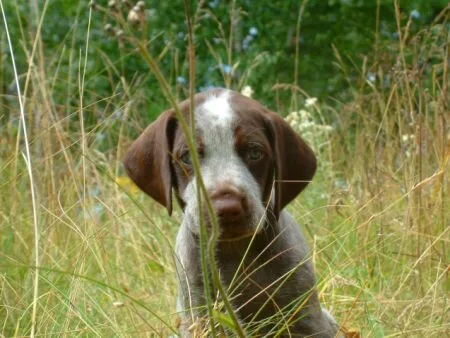 grass27.jpg.7335.jpg