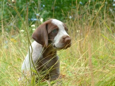 grass28.jpg.5350.jpg