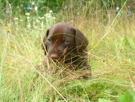 grass30.jpg.6134.jpg