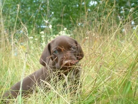 grass31.jpg.6164.jpg
