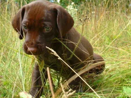 grass29.jpg.1328.jpg