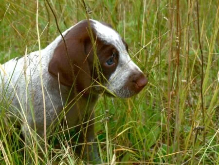 grass44.jpg.2061.jpg