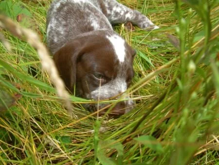 grass45.jpg.9865.jpg