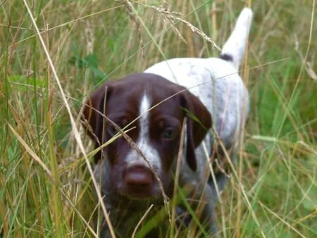 grass48.jpg.3454.jpg